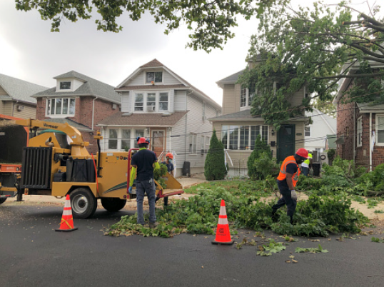 tree treatment workers